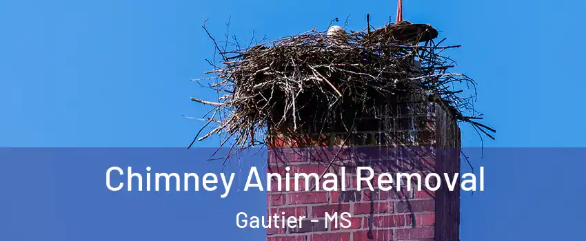  Chimney Animal Removal Gautier - MS