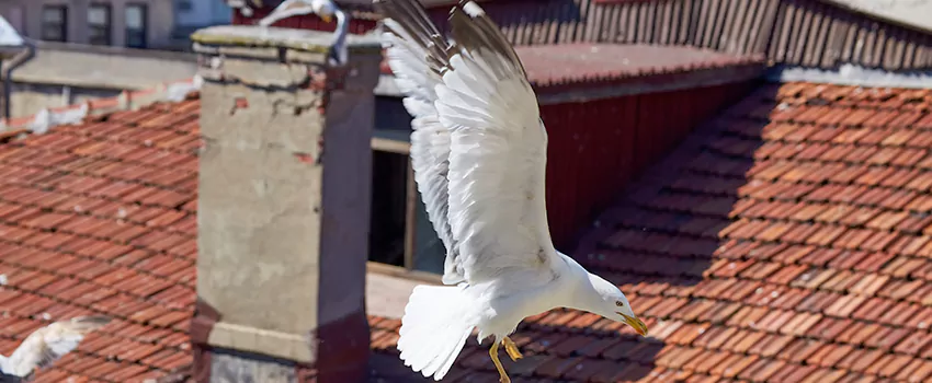 Residential Chimney Animal Removal Solution in Gautier, MS