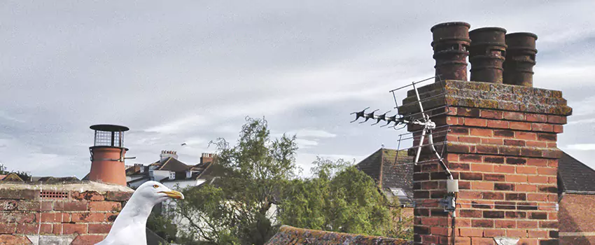 Chimney Cleaning And Restoration in Gautier, Mississippi